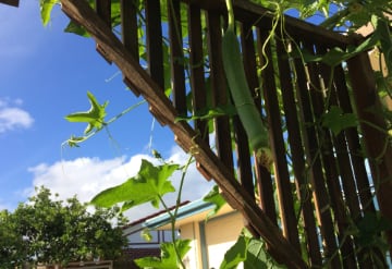 loofa gourd