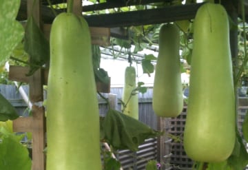 bottle gourd